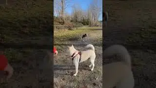 Bear The Korean Jindo versus a Border Collie