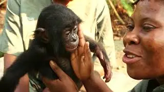 In Congo, they will reintroduce bonobos into the wild