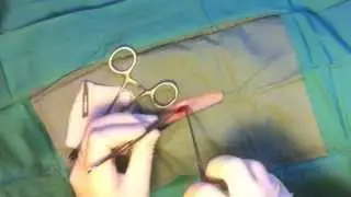 Flank Spay-- Cat