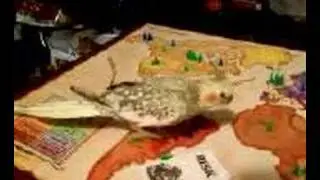 The risk of owning a parrot