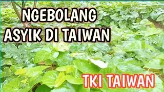 NGEBOLANG ASYIK DI TAIWAN