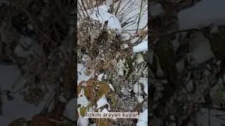 Rızkını arayan kuşlar #shortvideo #shots #dua