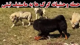 حمله وحشیانه گرگ ها به ماستیف تبتی