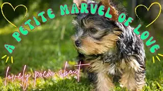 A Petite Marvel of Love