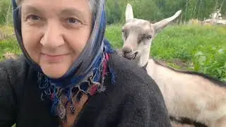 Козлик на шашлычок? Вывелись мараны. Пасу коз🌺