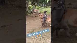 Alphas & Friends 🔥 #viral #shorts #youtubeshorts #trending #ytshorts #viralvideo #reels #dogs #play