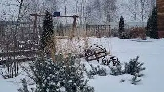 WHAT TO PLANT to make your garden beautiful IN WINTER.
