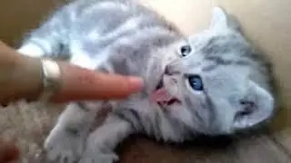 Взорвал интернет! Кот разговаривает, говорит я обиделся мама Comedy! Cat (Animal). What Does the Cat