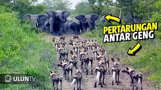 Most Brutal Animal Gang Fights Caught Camera