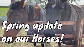 Spring Horse Update | English Countryside | Farming Life | Patreon Thanks