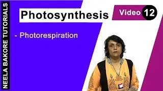 Photosynthesis | NEET | Photorespiration | Neela Bakore Tutorials