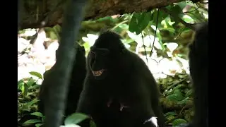 Silent bared teeth (submissive, female)