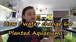 How I do water changes on 60 planted aquariums