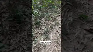 Sounds of Nature #bambooforest #forest #forestsounds #assam