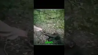 шимпанзе протянула руку помощи