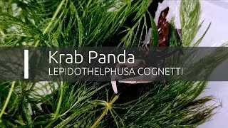 Krab Panda - Lepidothelphusa cognetti (www.shrimp.sk)
