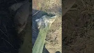 Шестая сотня - начало рыбалки в воскресенье 