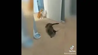 нокаут от кота 