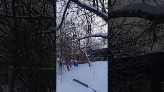 воробьиные трели
