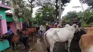 Village cow Market (গ্রামের গরুর বাজারে সবচেয়ে বড় গরু,)