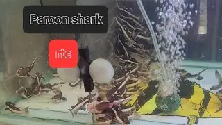 So many Redtail catfish and Paroon shark, so cheap to buy here in Thailand 🇹🇭