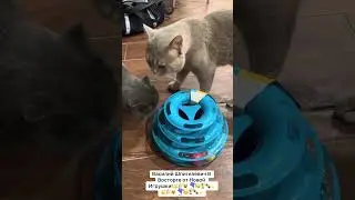 Василий Шпигелевич В Восторге от Новой Игрушки!🐱🎉😻🪁🥳🏆🐾🌟Icons: 🐱🎉😻🪁🥳🏆🐾🌟