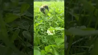 пчёлка 🐝 #пчеловодство #пчелы #shorts #youtube #shortsvideo #природа