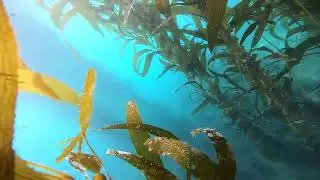 Looking for ghosts in the kelp forests of Southern California