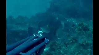 Pesca in Apnea - Questo è il mio fucile... ma attenzione!