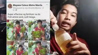 JJ Plantito EP2: Paano gamitin ang Fish Amino Acid (FAA)? MURANG MURANG FERTILIZER