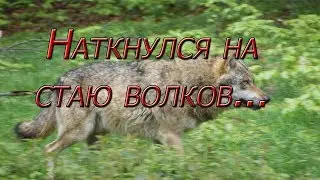 Нарвался на стаю волков!!! Еле ноги унес....