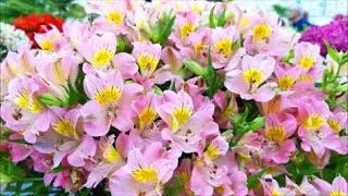 Gardeners World Live Exhibition NEC Birmingham England June 2022