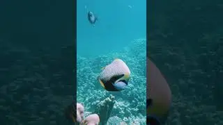 Quick Glimpse into Egypt's Fun Entertainment  - Underwater Life & Tourist Attractions - 