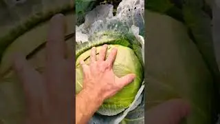Батин урожай с 4 сотак