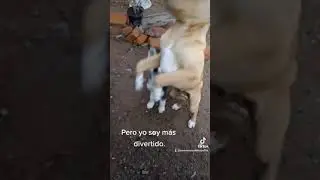 Yo soy Blue y Yo Bingo.