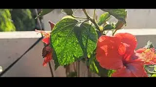 Cinematic Shot By Oneplus Nord 2 #shorts #yashuyashendra