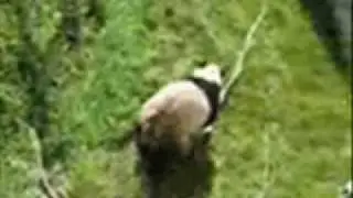 PANDA LIBIDO - patriótás legyen a vége