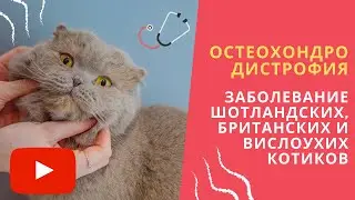 Остеохондродистрофия - заболевание шотландских, британских и вислоухих котиков
