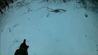 Охота на зайца беляка с РПГ.