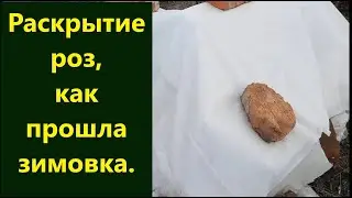 Раскрытие роз. Как прошла зимовка моих красавиц.