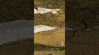 Snake at Linville Falls, North Carolina 