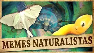MEMES NATURALISTAS! | EP 001 | INSETOS & ARACNÍDEOS