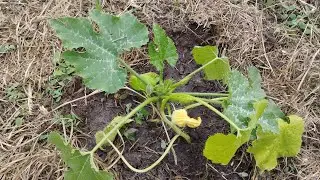 Первая подкормка кабачков. Наращиваем зелёную массу. Эксперемент!