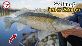 Zander fishing - pay attention to this and you'll become a fishing machine.