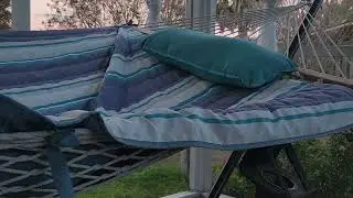 Bird in my back porch