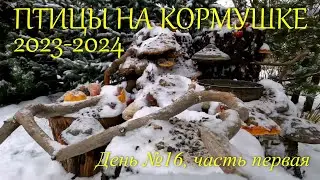ПТИЦЫ НА КОРМУШКЕ Сезон 2023-2024, день №16 (часть первая)