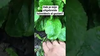 Slakken onder mijn bloeiende oase 