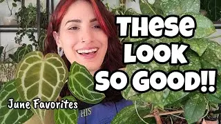 I'M LOVING THESE PLANTS!! 🌿 top 5 favorite houseplants of June 2024 ✨️ Anthurium, Hoya & More!! 🩷