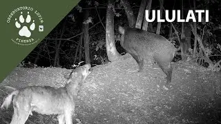 Ululati 🐺