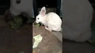 #cute #cutenessoverload